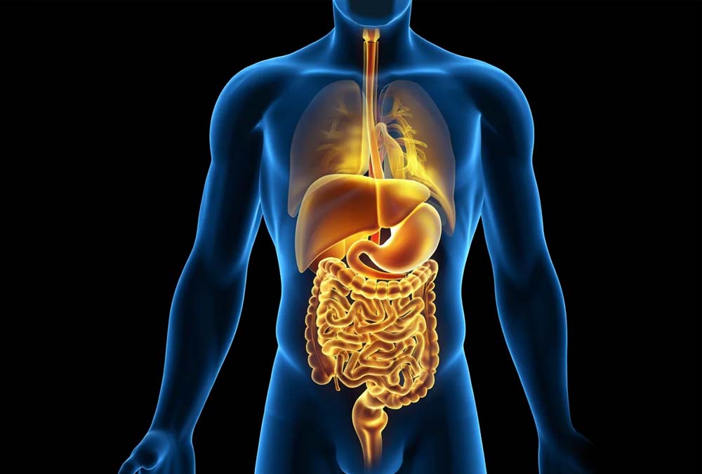 Внутренние органы человека